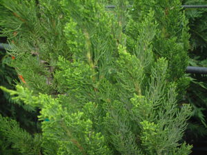 Juniper Torulosa Hollywood Juniper up close foliage showing bright green new growth St. Augustine Florida 