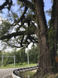 Live Oak Tree Jacksonville Florida