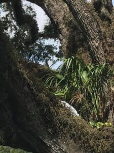 Palm tree growing out of the crook in the limbs of a giant Live Oak tree Jacksonville Florida 