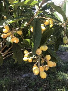 Loquat japanese Plum Fruits St. Augustine Florida 