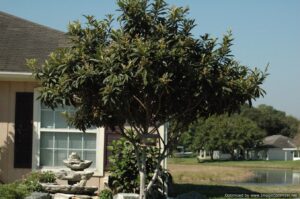 Loquat Japanese plum Tree in the Jacksonville / St. Augustine Florida Landscape