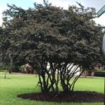 Loropetalum as an evergreen ornamental tree