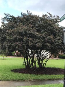 Loropetalum as an evergreen ornamental tree 