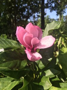 Japanese magnolia / Saucer magnolia bloom