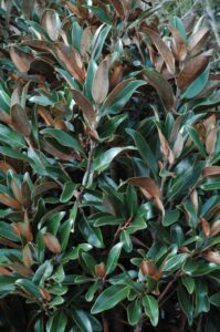 Magnolia grandiflora Tree 'Alta' Foliage up close