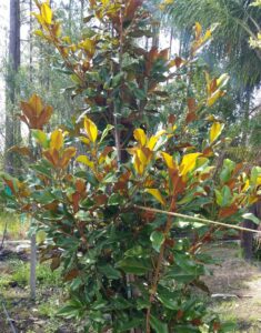 Magnolia Brackens Brown Beauty in a Nursery container