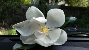 Southern magnolia bloom up close