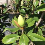 Southern Magnolia unopened flower bud