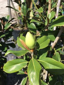 Southern Magnolia unopened flower bud