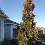 Brakens Brown Beauty Magnolia in the St. Augustine Florida home landscape