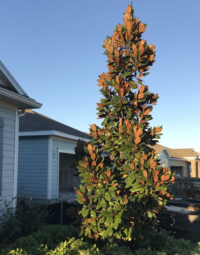 Brakens Brown Beauty Magnolia in the St. Augustine Florida home landscape