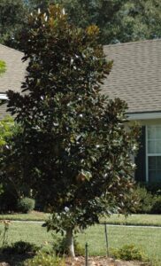 Little Gem magnolia in the St. Augustine Florida home landscape