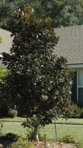 Little Gem magnolia grandiflora in the St. Augustine Florida home landscape