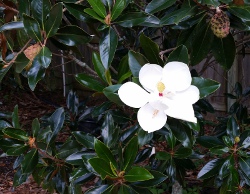 Magnolia Little Gem Bloom up close