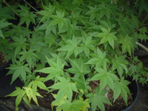 Japanese maple Greenleaf