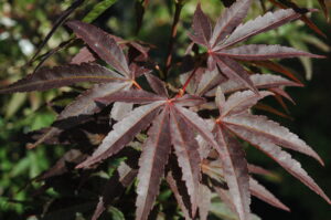 japanese Maple Tamukeyama 