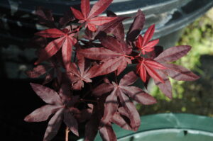 Japanese Maple bloodgood