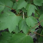 Red Maple summer foliage up close