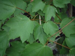 Red Maple summer foliage up close