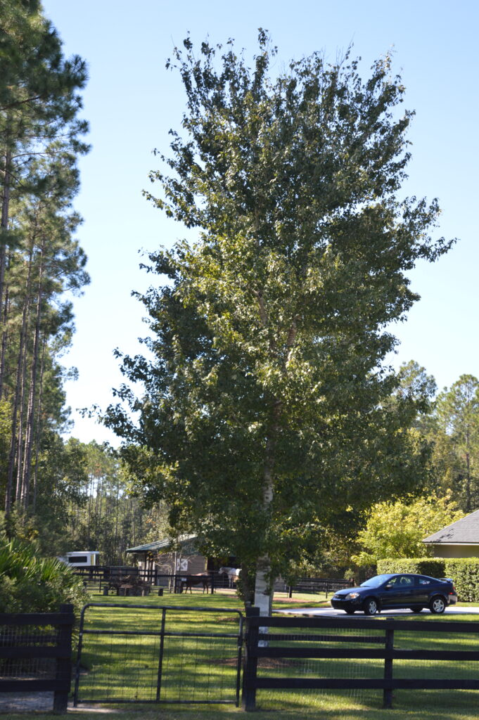 Florida Native Red Maple tree in the home landscape