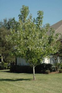 silver maple tree St. Augustine Florida 