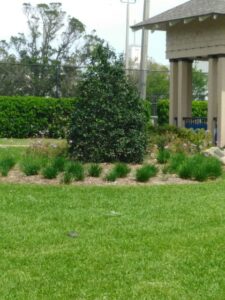 Nelly r Stevens Holly Small to medium Sized trees for Northeast Florida - holy in a commercial planting