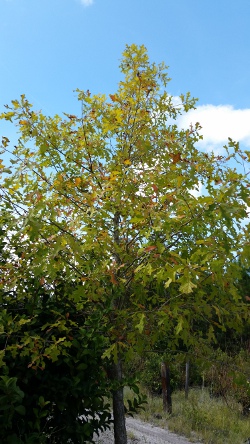 Overcup Oak tree Northeast Florida 