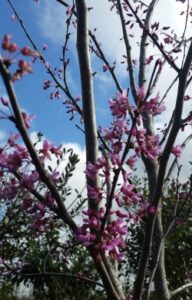 Eastern Redbud blooms up close