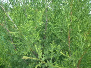 Red Cedar foliage up close