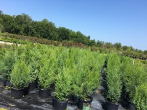 Red Cedar nursery crop 7 gallon pots