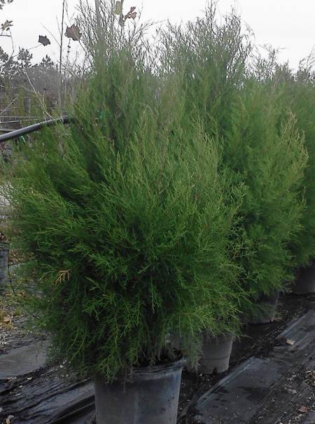 REed Cedar nursery crop