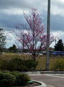 Red bud tree St. Augustine Florida in a commercial planting