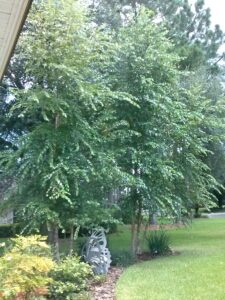 River Birch Tree in the home landscape Northeast Florida