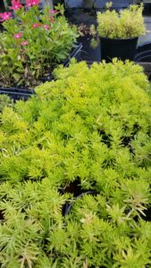 Sedum angelina foliage in summer