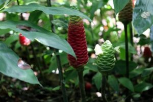 Shampoo / Pinecone Ginger Florida landscape 