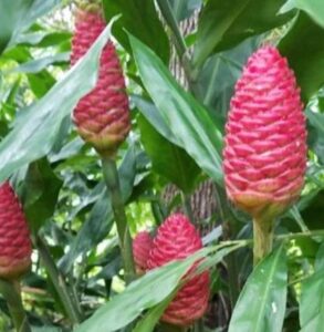 Shampoo pinecone ginger cones 