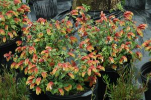 Nursery container 3 gallon black pot shrimp plant orange red in full sun exposure 