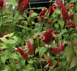 ShrimP Plant Red Justicia beloperone