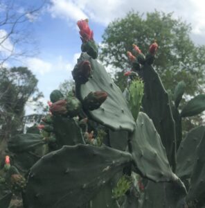 Spineless prickly pear cactus Flowering