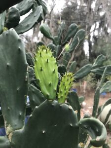 Spineless Prickly pear new pads forming