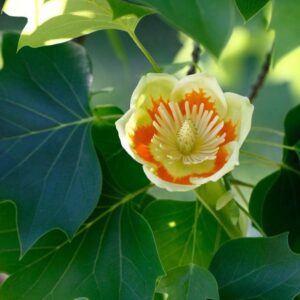 Tulip Poplar foliage and bloom up close