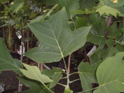 Tulip Tree Foliage up close