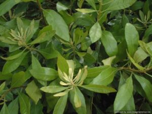 Wax myrtle Foliage up close