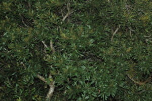 Wax Myrtle trunk and branches