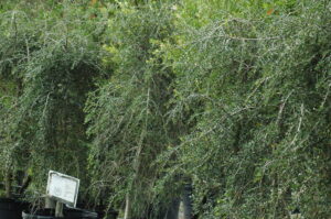 Foliage up close of the weeping yaupon holly tree