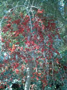 Yaupon Holly berries on a female tree