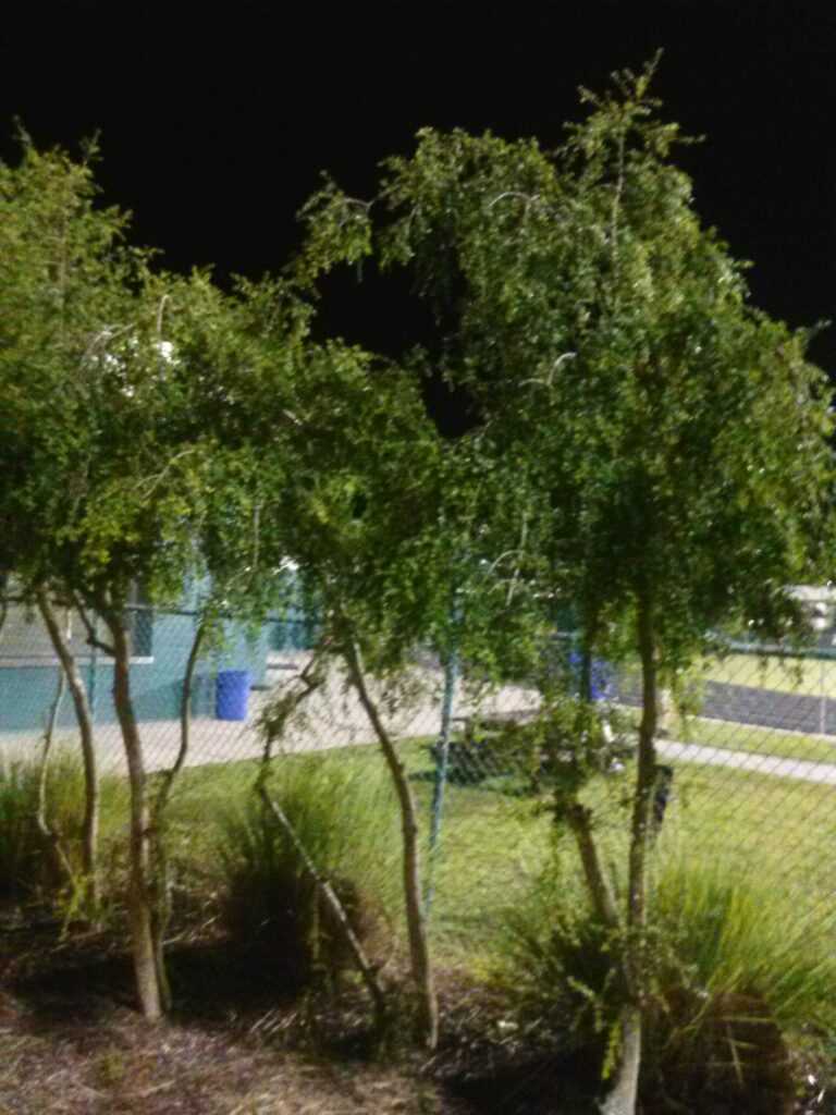 Weeping youpon planted as a privacy screen at a public park Jacksonville Florida