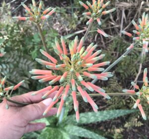 Soap Aloe Blooms St. Augustine Florida 