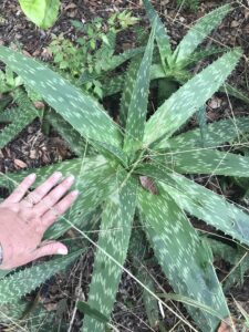 Wide Brim Aloe full grown St. Augustine Florida 