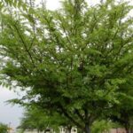 Winged Elm Tree in a commercial planting Jacksonville Florida